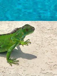 High angle view of lizard on swimming pool