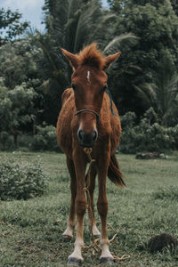 Horse in a field