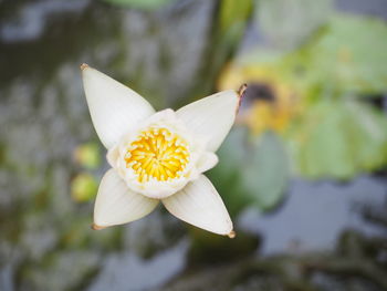 Close-up of white flower