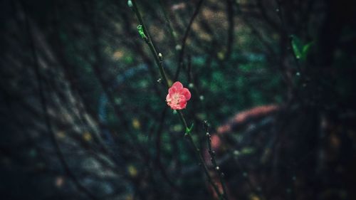 Close-up of wet pink flowering plant