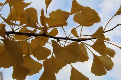 Low angle view of yellow leaves against sky