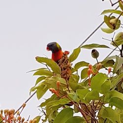 Low angle view of bird perching on tree