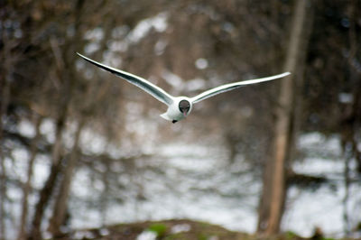 Low angle view of bird flying against trees