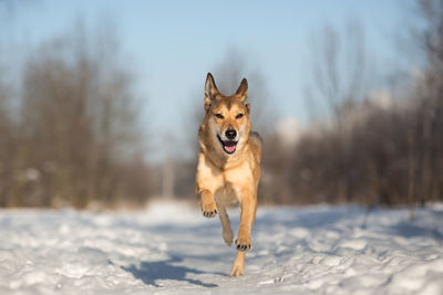 Dog running in snow