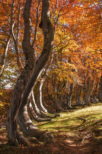 Trees in forest during autumn