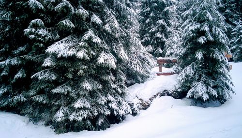 Snow covered pine trees in forest