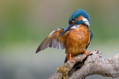 Close-up of kingfisher perching on branch