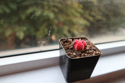 Close-up of cactus in glass window on table