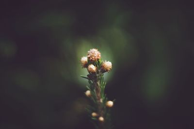 Close-up of flowering plant