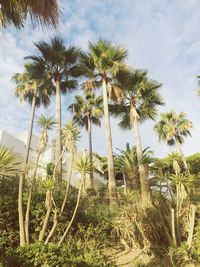 Low angle view of palm trees against sky