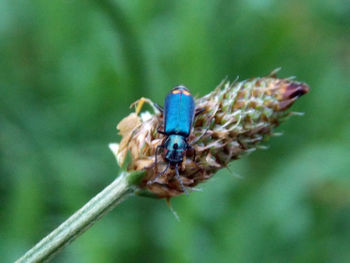 Close-up of insect on flower against blurred background