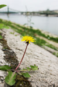 High angle view of yellow flower growing on hill