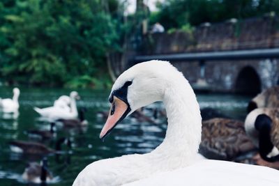 Close-up of swan in lake