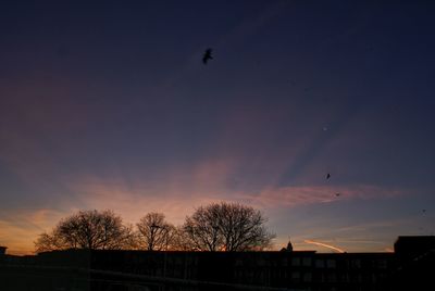 Silhouette of bird flying against sky during sunset