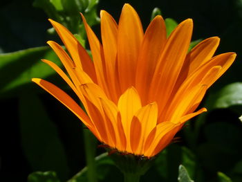 Close-up of orange flower