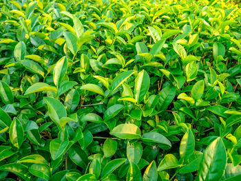 High angle view of plants growing on field