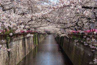 Cherry blossoms in park