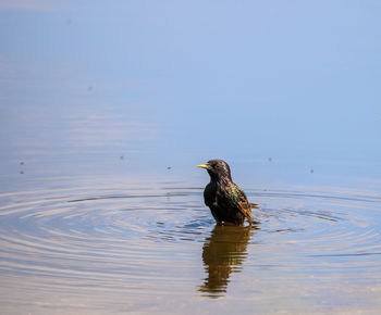 Duck swimming in a lake