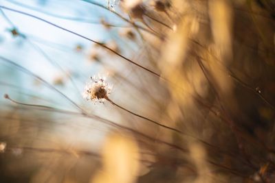 Close-up of flowering plants on field