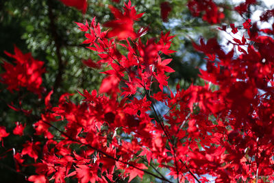 Close-up of red maple leaves on tree