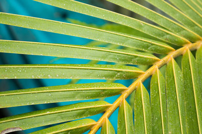 Full frame shot of fresh green plant