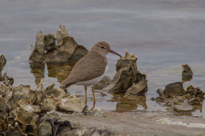 Seagull perching on a rock