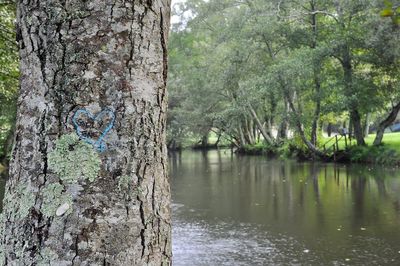 Scenic view of lake in forest