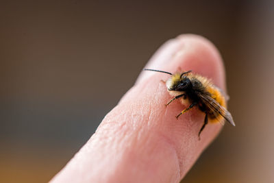 Extreme close-up of bee on human finger