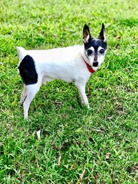 Portrait of dog on grass