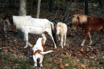 Horse on field