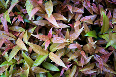 Full frame shot of raindrops on leaves