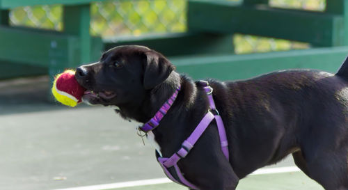 Close-up of dog sticking out tongue outdoors