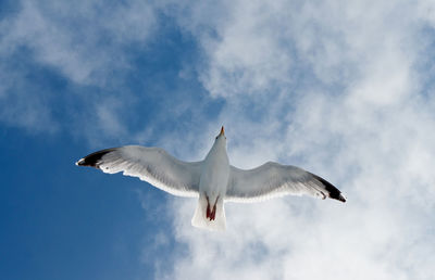 Low angle view of seagull flying