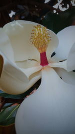 Close-up of flower