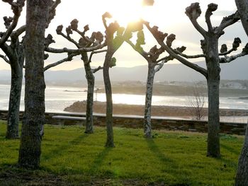 Sun shining through trees