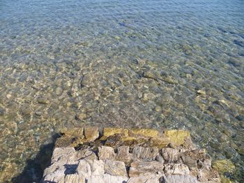 High angle view of crab on shore