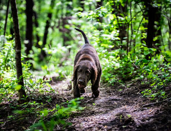 Portrait of dog in forest