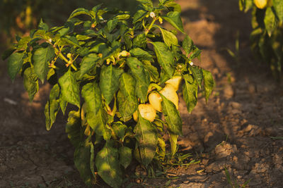 Close-up of fruit growing on field