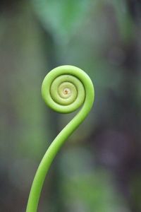 Close-up of spiral plant