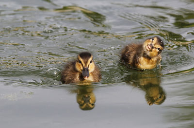 Two duckling swimming in lake and looking around