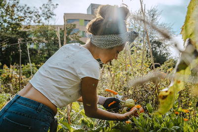 Female volunteer picking vegetables in organic farm