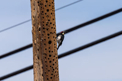 Low angle view of woodpecker on pole