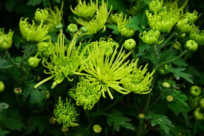 Close-up of chrysanthemums blooming at park