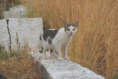 Portrait of cat sitting on grass