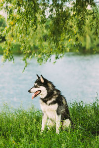 Dog running on field