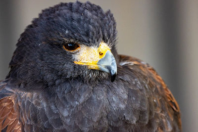 Close-up portrait of eagle