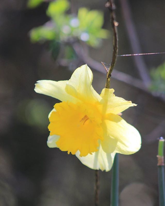 flower, petal, flower head, freshness, yellow, fragility, focus on foreground, close-up, growth, single flower, beauty in nature, blooming, pollen, nature, plant, stem, in bloom, stamen, day, outdoors