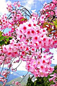 Close-up of pink cherry blossoms in spring