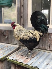 View of a bird on wood