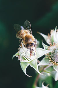 Close-up of insect on flower